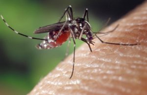 zika virus symptoms